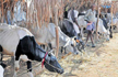 Meghalaya passes resolution opposing Centre’s notification on cattle sale